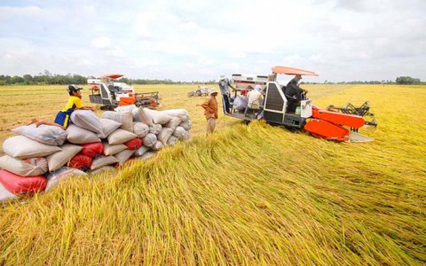Giá gạo Việt Nam xuất khẩu lên mức cao nhất trong 8 năm